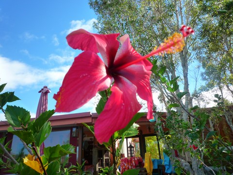 fleur du jardin tour du monde à Nouméa